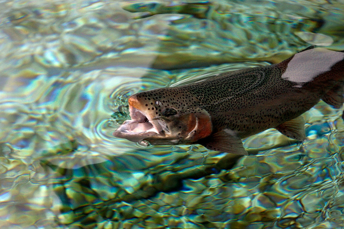 Beginner’s Guide to Catching Catfish: Gear, Bait, and Pro Tips