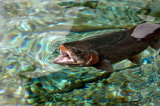 Beginner’s Guide to Catching Catfish: Gear, Bait, and Pro Tips