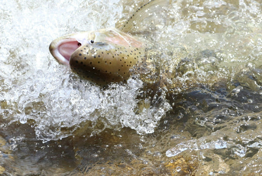 Top 5 Catfish Bait Scents That Never Fail