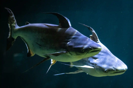 Why Family-Tested Catfish Bait Beats Factory-Made Every Time